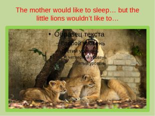 The mother would like to sleep… but the little lions wouldn’t like to… 