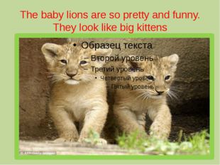 The baby lions are so pretty and funny. They look like big kittens 