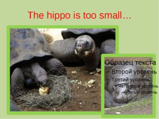 The hippo is too small… 
