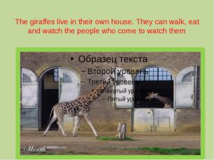 The giraffes live in their own house. They can walk, eat and watch the people