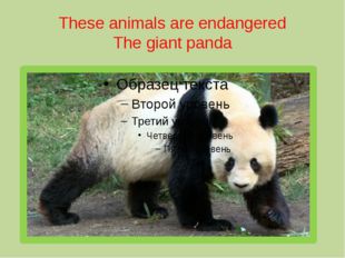 These animals are endangered The giant panda 