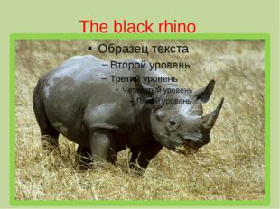 The black rhino 