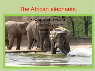 The African elephants 