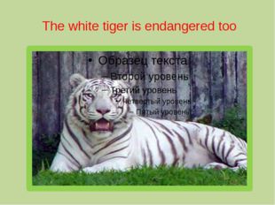  The white tiger is endangered too 