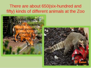 There are about 650(six-hundred and fifty) kinds of different animals at the
