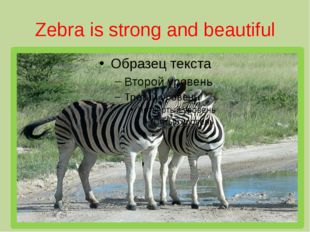 Zebra is strong and beautiful 