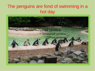 The penguins are fond of swimming in a hot day 