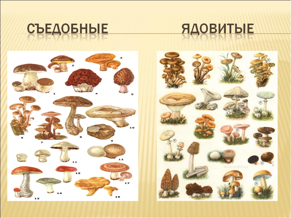 Грибы вы знаете какие съедобные. Съедобные условно съедобные и несъедобные грибы. Название съедобных грибов и несъедобных грибов. Съедобные грибы и несъедобные грибы 3 класс окружающий мир. Название съедобных и несъедобных грибов 3 класс.