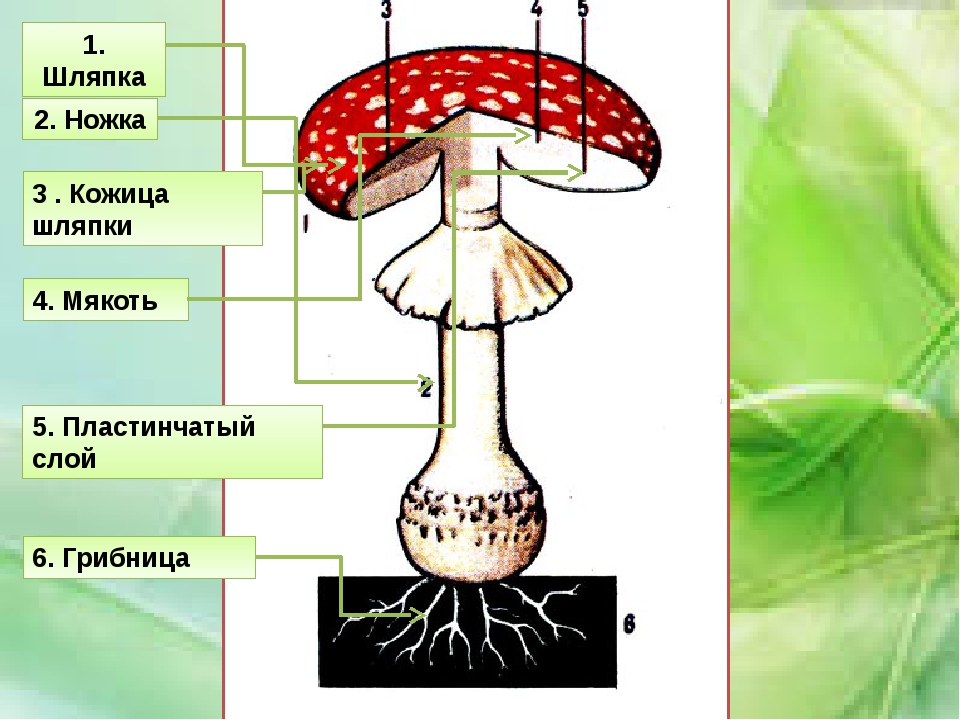 Окружающий мир класс грибы. Строение шляпочного гриба мухомора. Строение несъедобного гриба. Окружающий мир в царстве грибов. Строение ядовитого гриба.