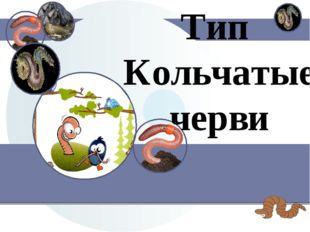 Тип Кольчатые черви 