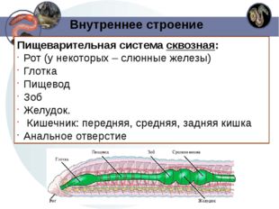 Внутреннее строение Пищеварительная система сквозная: Рот (у некоторых – слюн