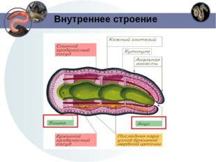 Внутреннее строение 