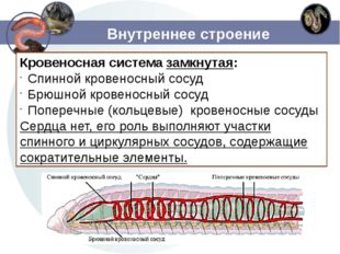 Внутреннее строение Кровеносная система замкнутая: Спинной кровеносный сосуд