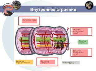 Внутреннее строение 