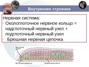 Внутреннее строение Нервная система: Окологлоточное нервное кольцо = надглото