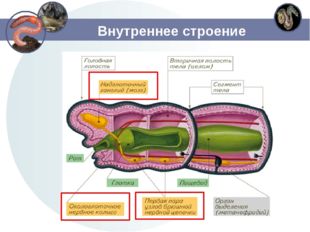 Внутреннее строение 