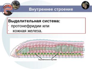 Внутреннее строение Выделительная система: протонефридии или кожная железа. 