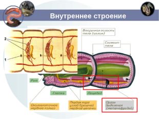 Внутреннее строение 