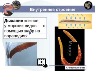 Внутреннее строение Дыхание кожное; у морских видов — с помощью жабр на парап