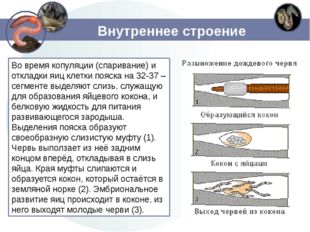 Внутреннее строение Во время копуляции (спаривание) и откладки яиц клетки поя