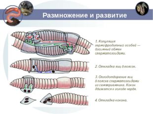 Размножение и развитие 