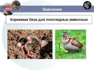 Значение Кормовая база для плотоядных животных 