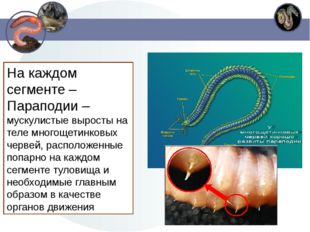 На каждом сегменте – Параподии – мускулистые выросты на теле многощетинковых