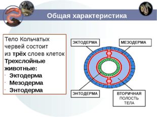 Общая характеристика Тело Кольчатых червей состоит из трёх слоев клеток Трехс