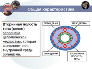 Общая характеристика Вторичная полость тела (целом) заполнена целомической жи