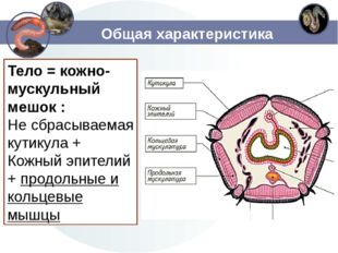 Общая характеристика Тело = кожно-мускульный мешок : Не сбрасываемая кутикула