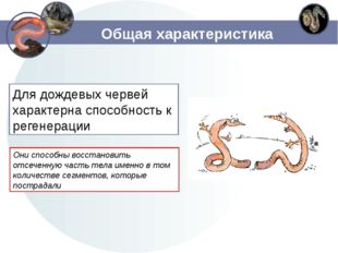 Общая характеристика Для дождевых червей характерна способность к регенерации