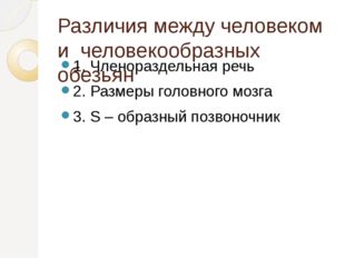 Различия между человеком и человекообразных обезьян 1. Членораздельная речь 2