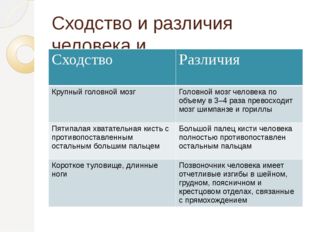 Человек и приматы сходства и различия презентация