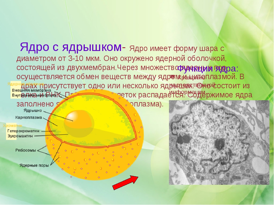 Ядро рисунок и описание. Ядро и ядрышко. Ядро окружено ядерной оболочкой. Ядро имеет ядрышко. Чем окружено ядро в клетке.