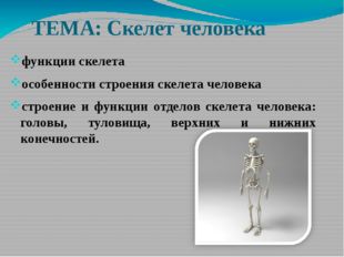 ТЕМА: Скелет человека функции скелета особенности строения скелета человека с
