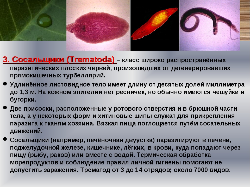 Листовидная форма червей. Плоские черви паразиты характеристики. Плоские паразиты сосальщики. Черви паразиты сосальщики. Паразитические плоские и круглые черви 7 класс.