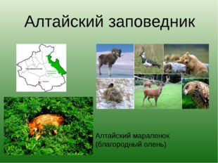 Алтайский заповедник Алтайский мараленок (благородный олень) 