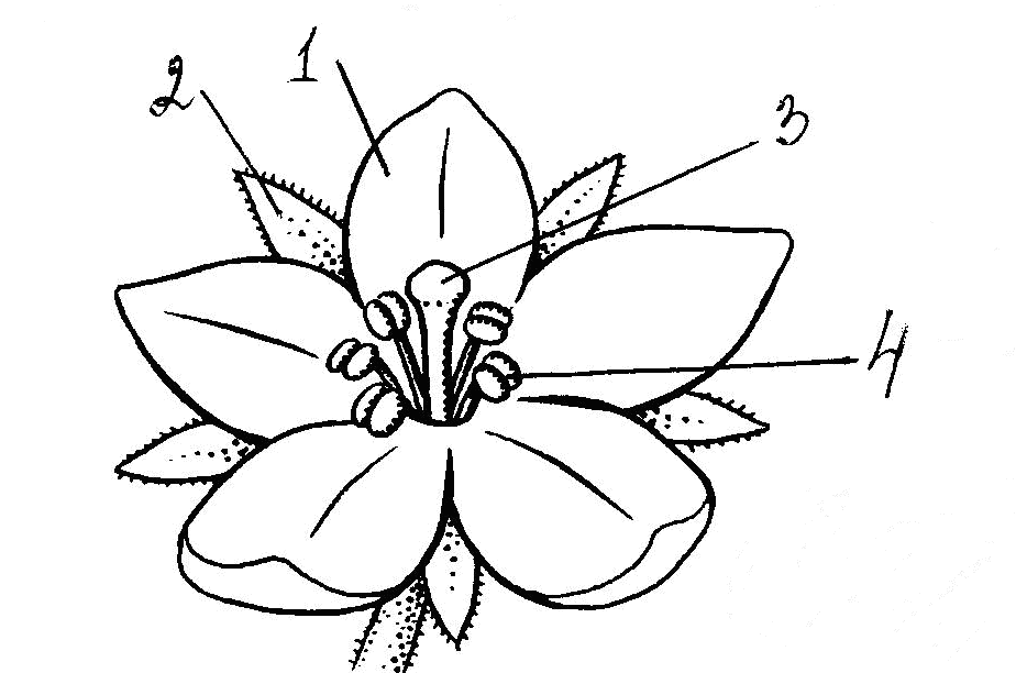 Изображение цветов 6 класс. Строение цветка покрытосеменных растений. Цветок в разрезе. Цветок схематический рисунок. Покрытосеменные растения рисунок.