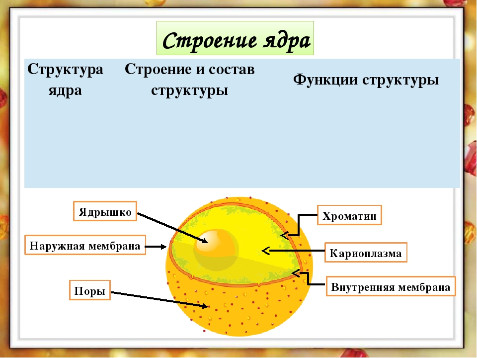 Строение ядра эукариотической клетки презентация 10 класс