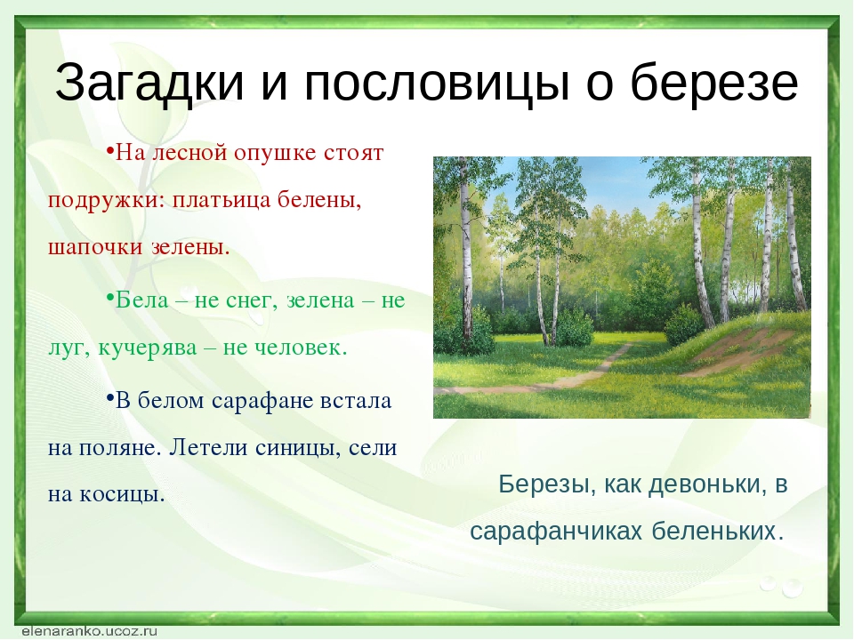 Опушка леса предложение. Загадки и пословицы о природе. Загадки и пословицы про березу. Пословицы о Березе. Пословицы о природе.