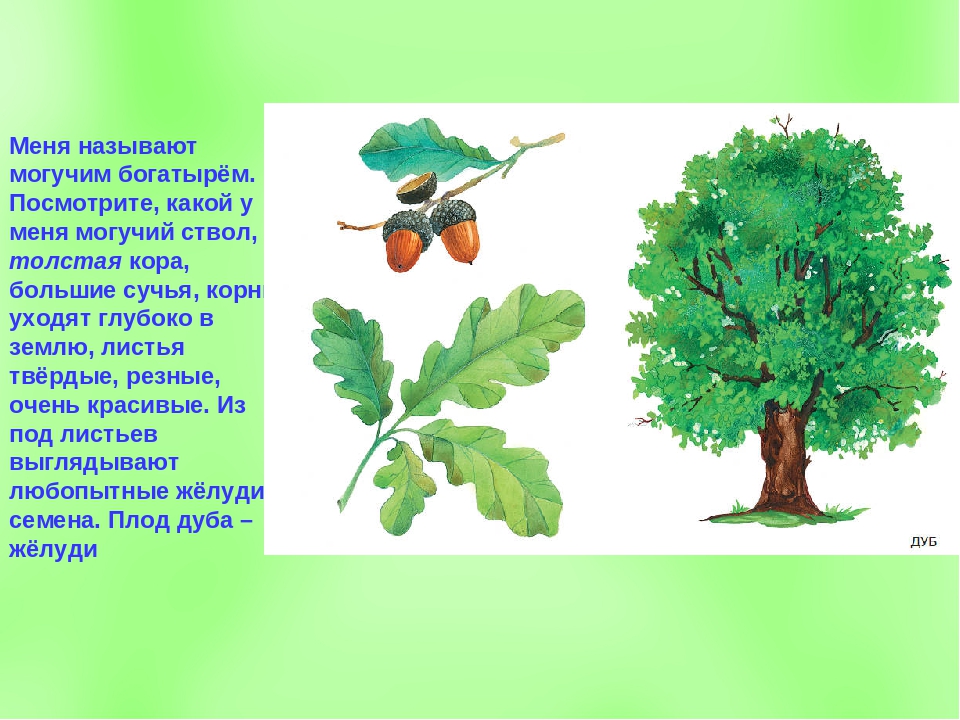 Деревья презентация для детей дошкольного возраста