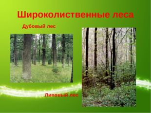 Широколиственные леса Дубовый лес Липовый лес 