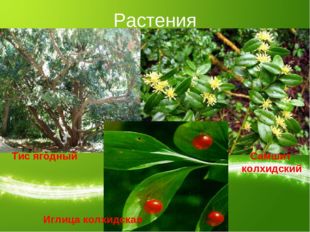 Растения Тис ягодный Самшит колхидский Иглица колхидская 