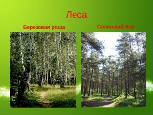 Леса Березовая роща Сосновый бор 
