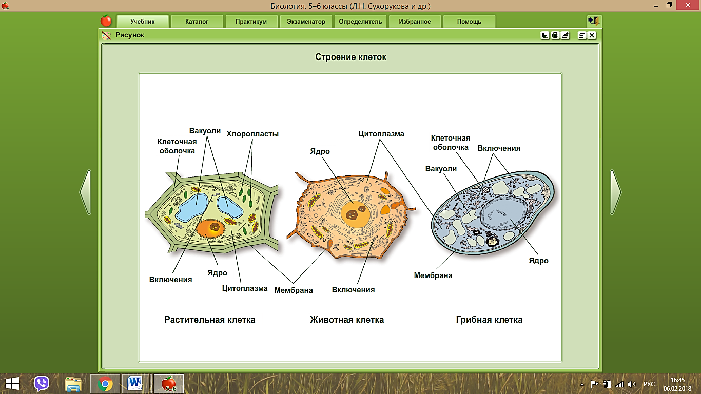 Клетки растительные животные бактериальные грибные. Растительная клетка животная клетка грибная клетка. Строение клеток грибов растений и животных. Строение растительной животной и грибной клетки. Строение клеток растений животных и бактерий.