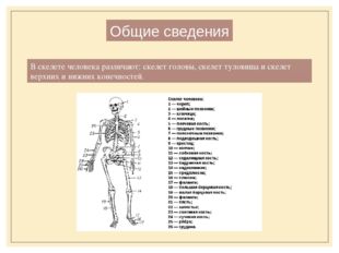 В скелете человека различают: скелет головы, скелет туловища и скелет верхних