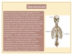Заключение Скелет человека составляет примерно 15% от массы тела человека. В
