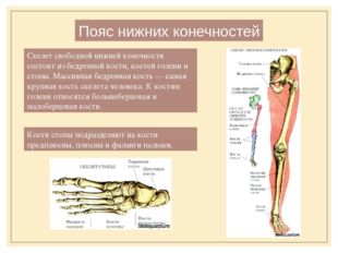 Пояс нижних конечностей Скелет свободной нижней конечности состоит из бедренн