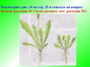 Рассмотрите рис. 14 на стр. 25 и ответьте на вопрос: Почему растение № 1 боле