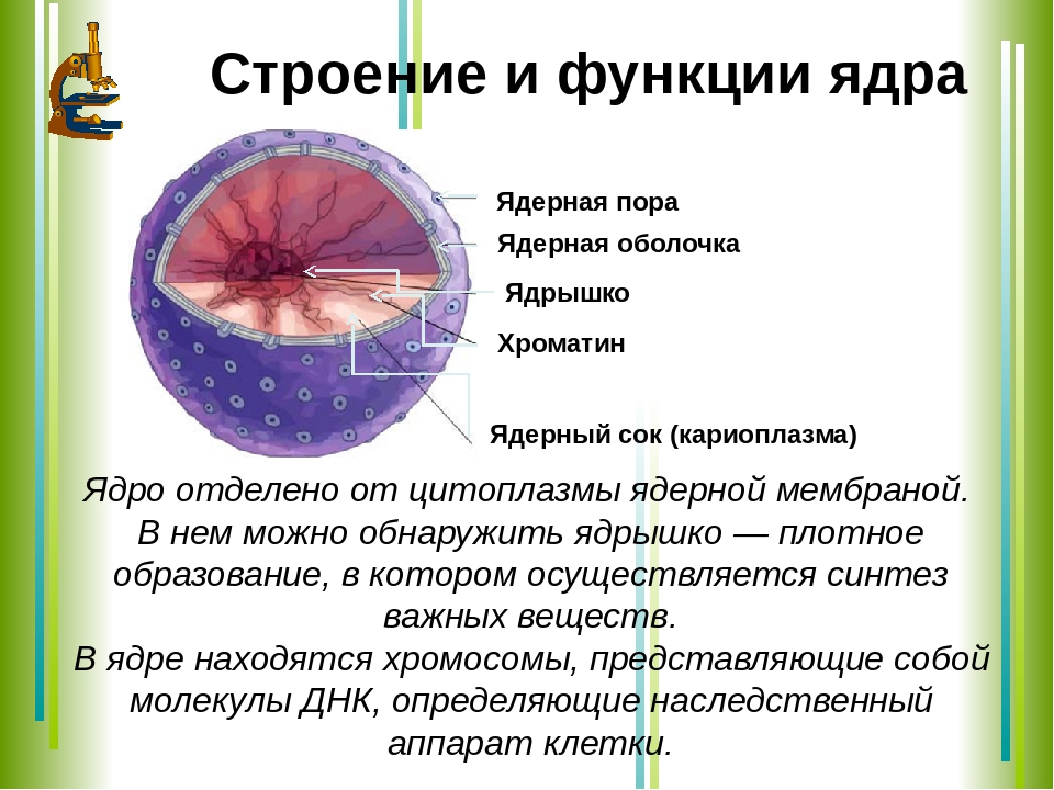 Клетка презентация по биологии 9 класс